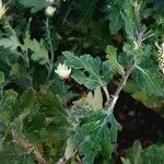 Dendranthema grandiflorum