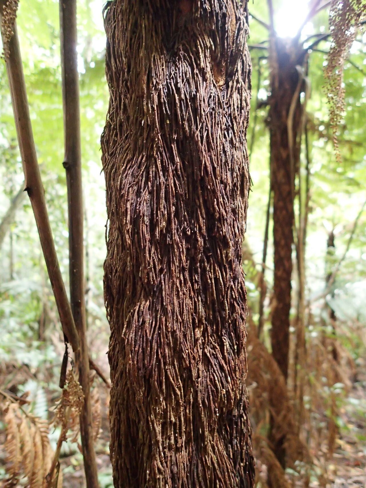 Dicksonia perriei bark