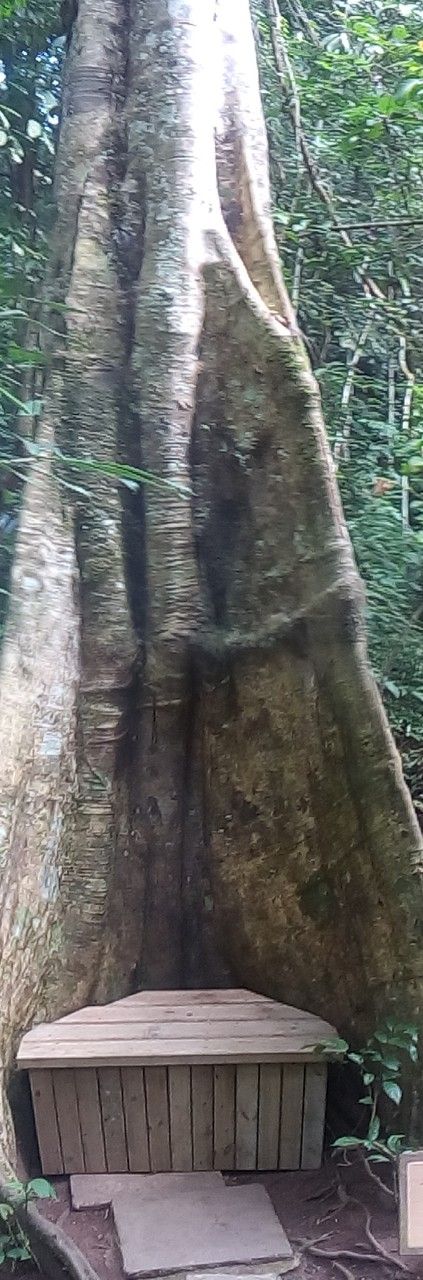 Tetrameles nudiflora bark