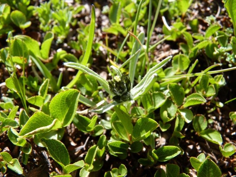 Gnaphalium hoppeanum habit