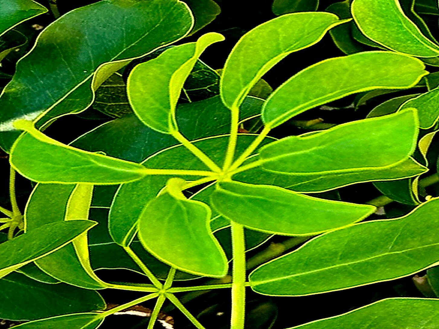 Heptapleurum ellipticum — search result for 'Heptapleurum'