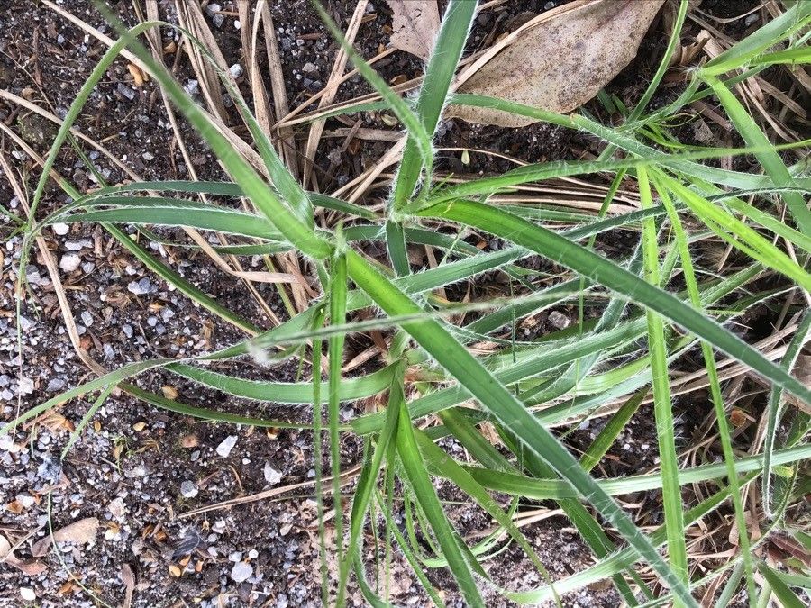 Luzula nivea — search result for 'Juncaceae'