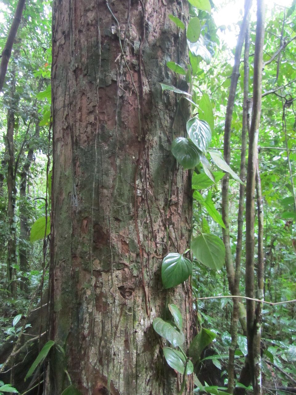 Minquartia guianensis habit
