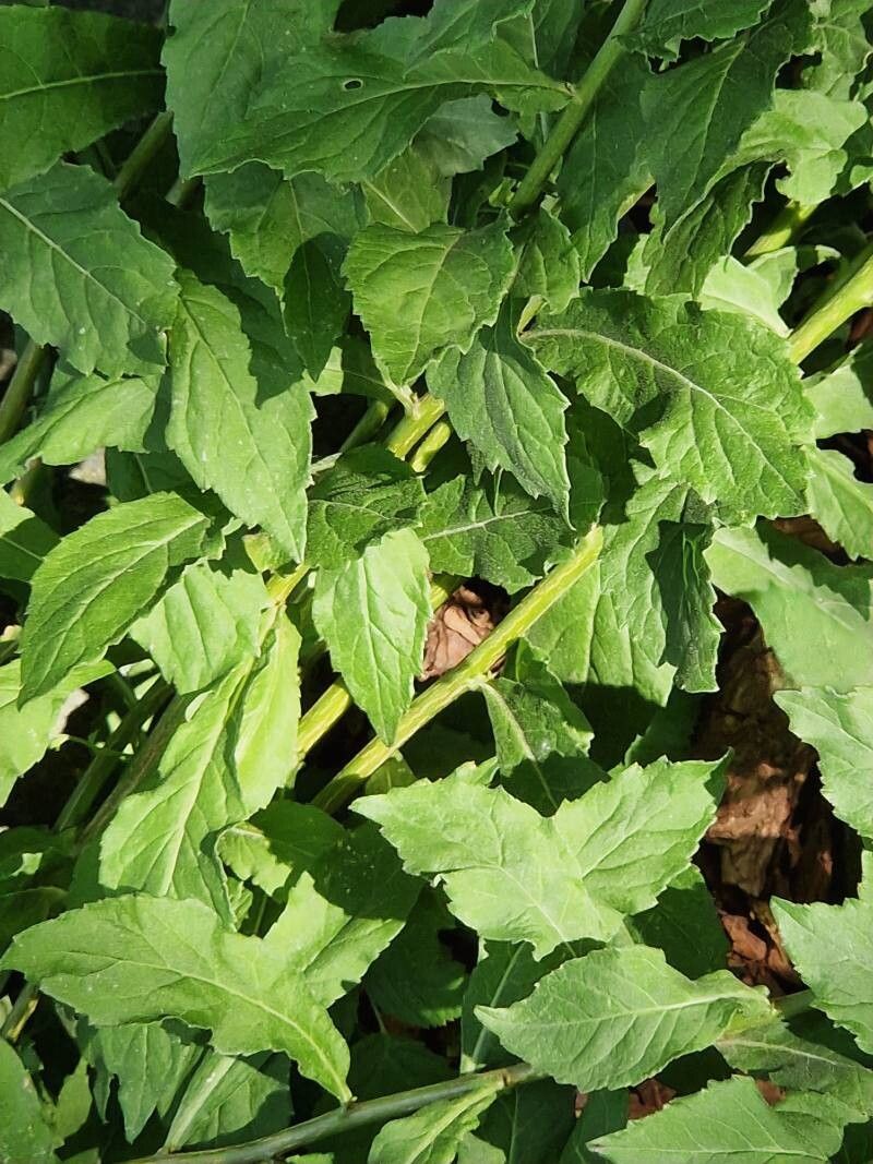 Adenophora pereskiifolia — related species from the same genus