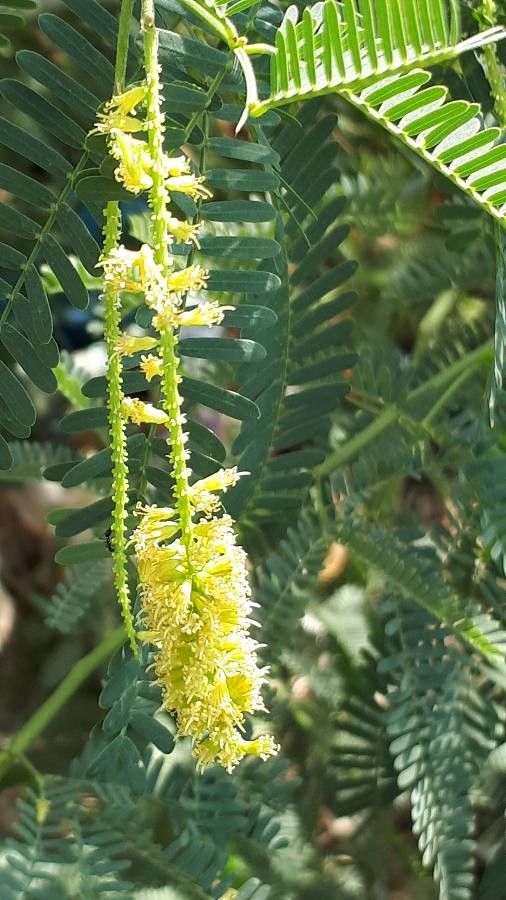 Prosopis juliflora flower