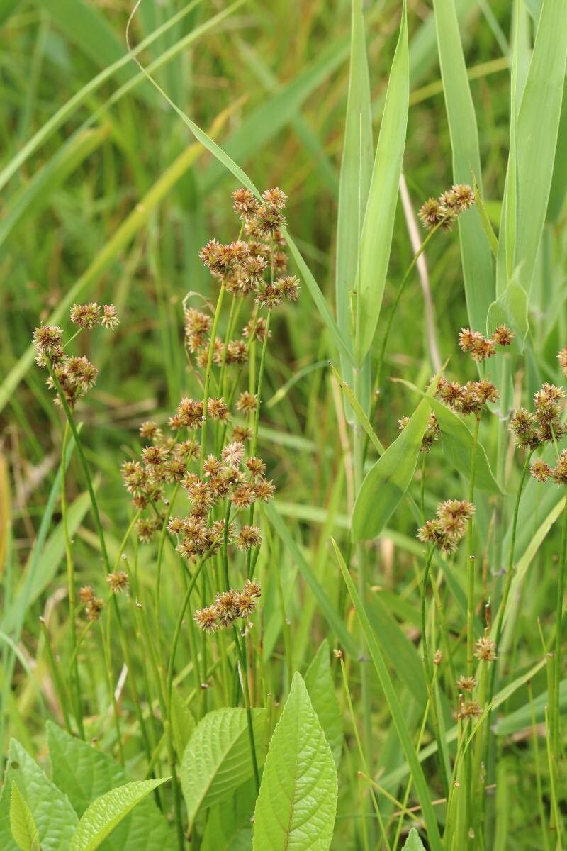 Juncus canadensis flower