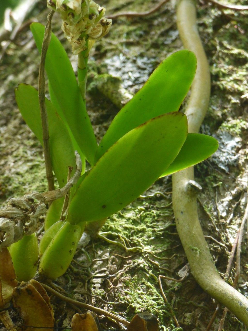 Bulbophyllum occultum — search result for 'Bulbophyllum'