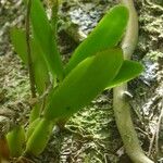 Bulbophyllum occultum