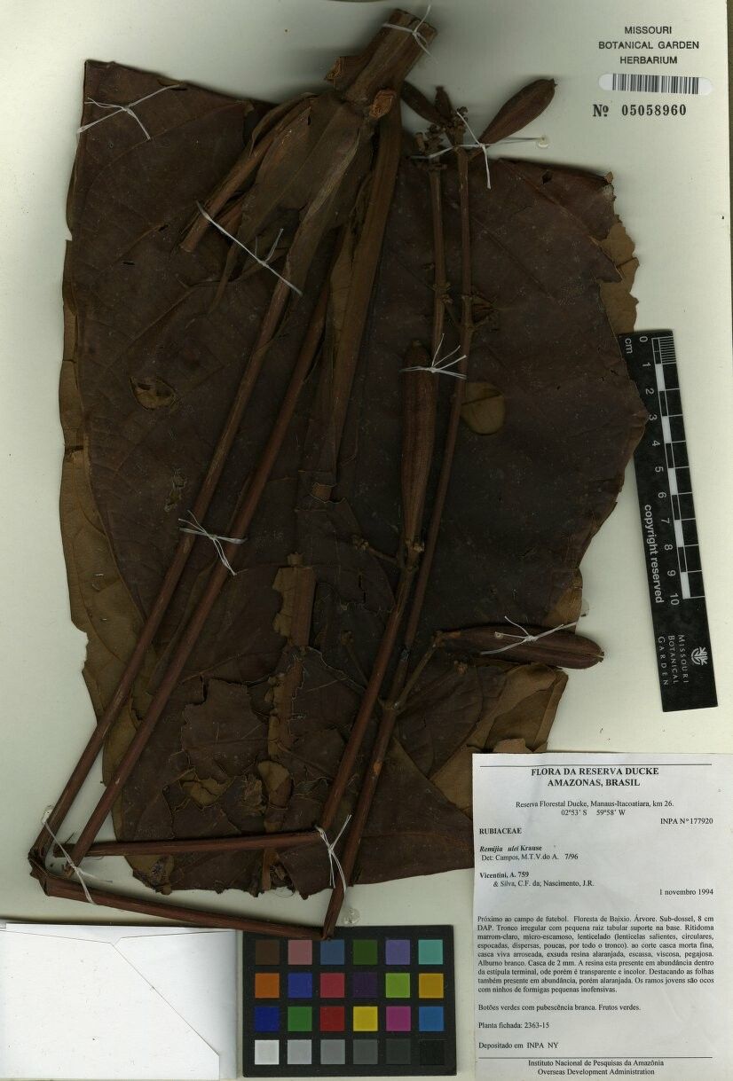 Remijia ulei — houseplant care guide