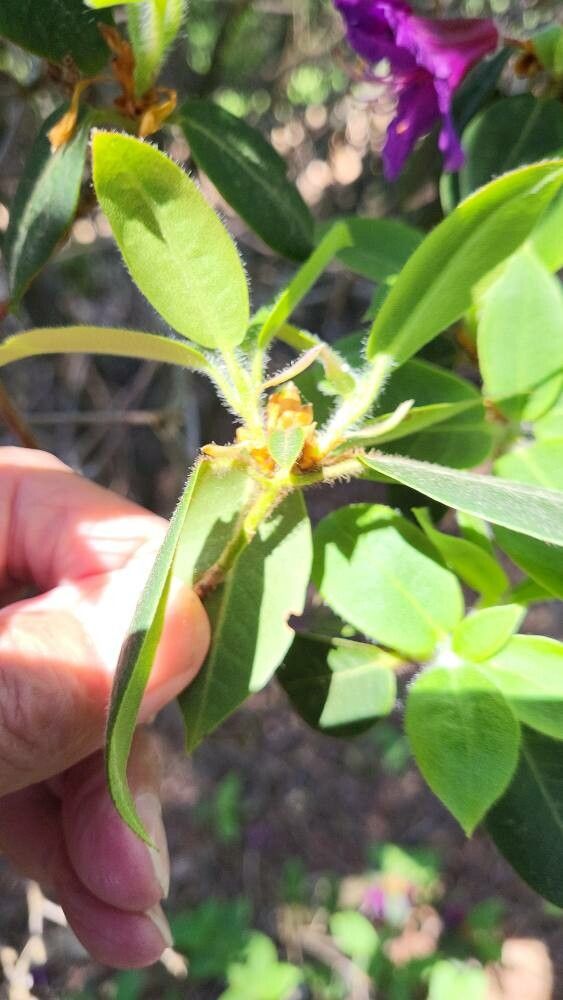 Rhododendron trichanthum — houseplant care guide