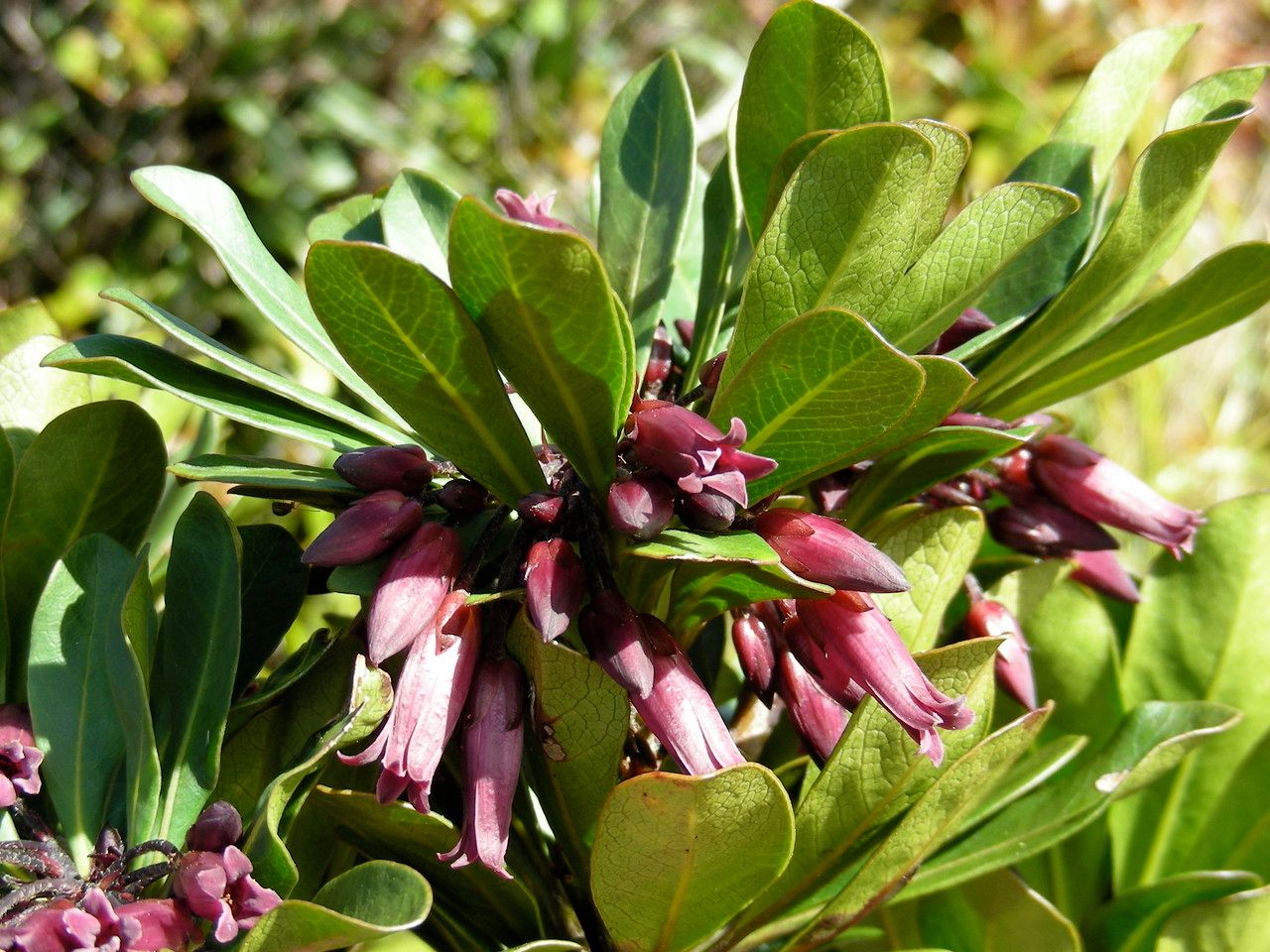 Pittosporum paniense flower