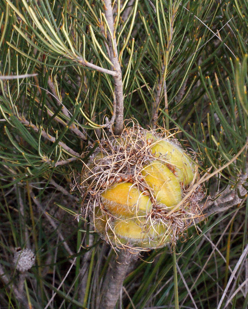 Calothamnus torulosus fruit