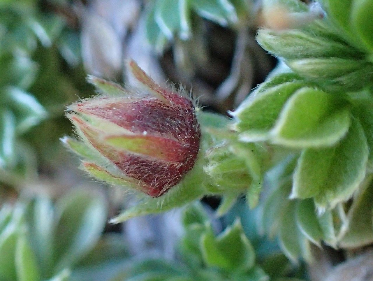 Potentilla nitida fruit