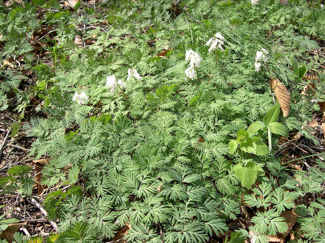 Dicentra canadensis habit