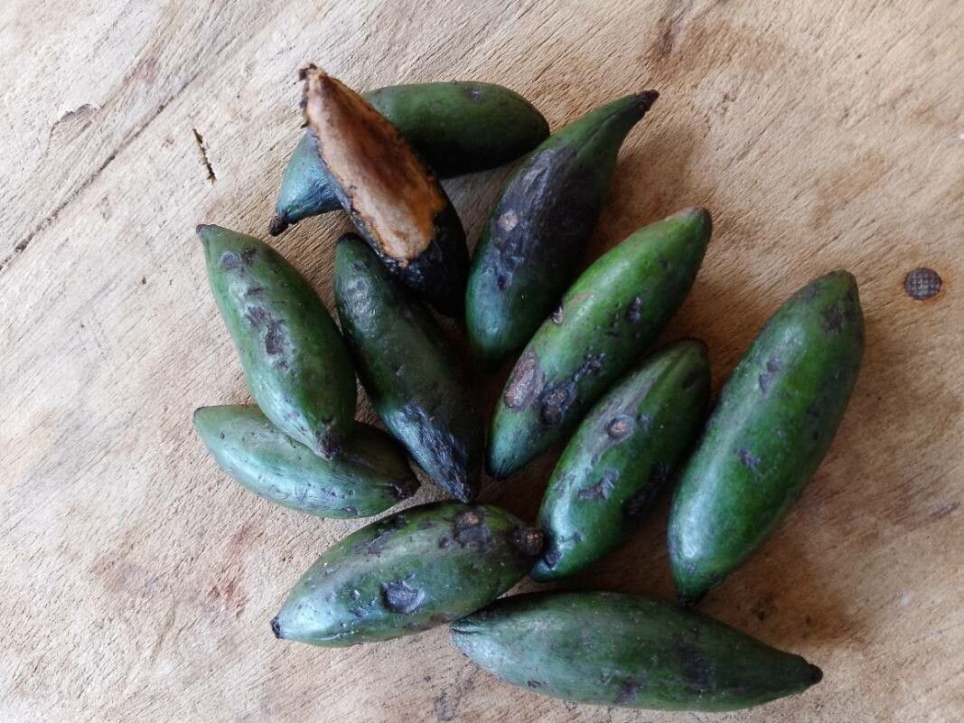 Beilschmiedia mannii — houseplant care guide