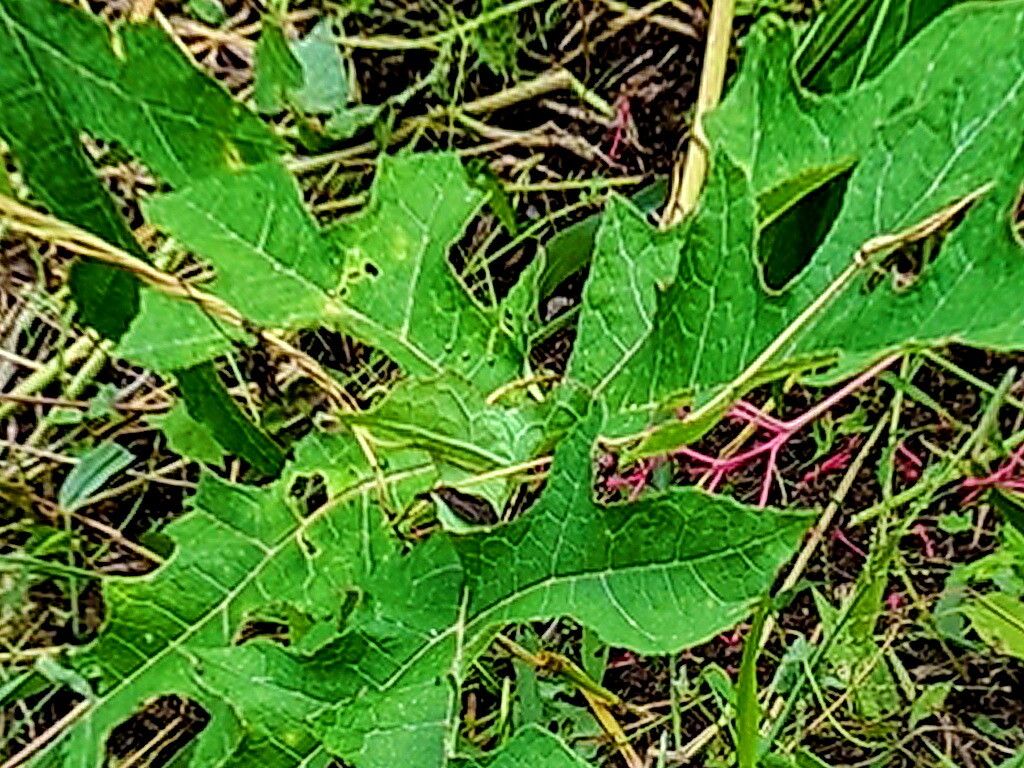 Vasconcellea parviflora — houseplant care guide