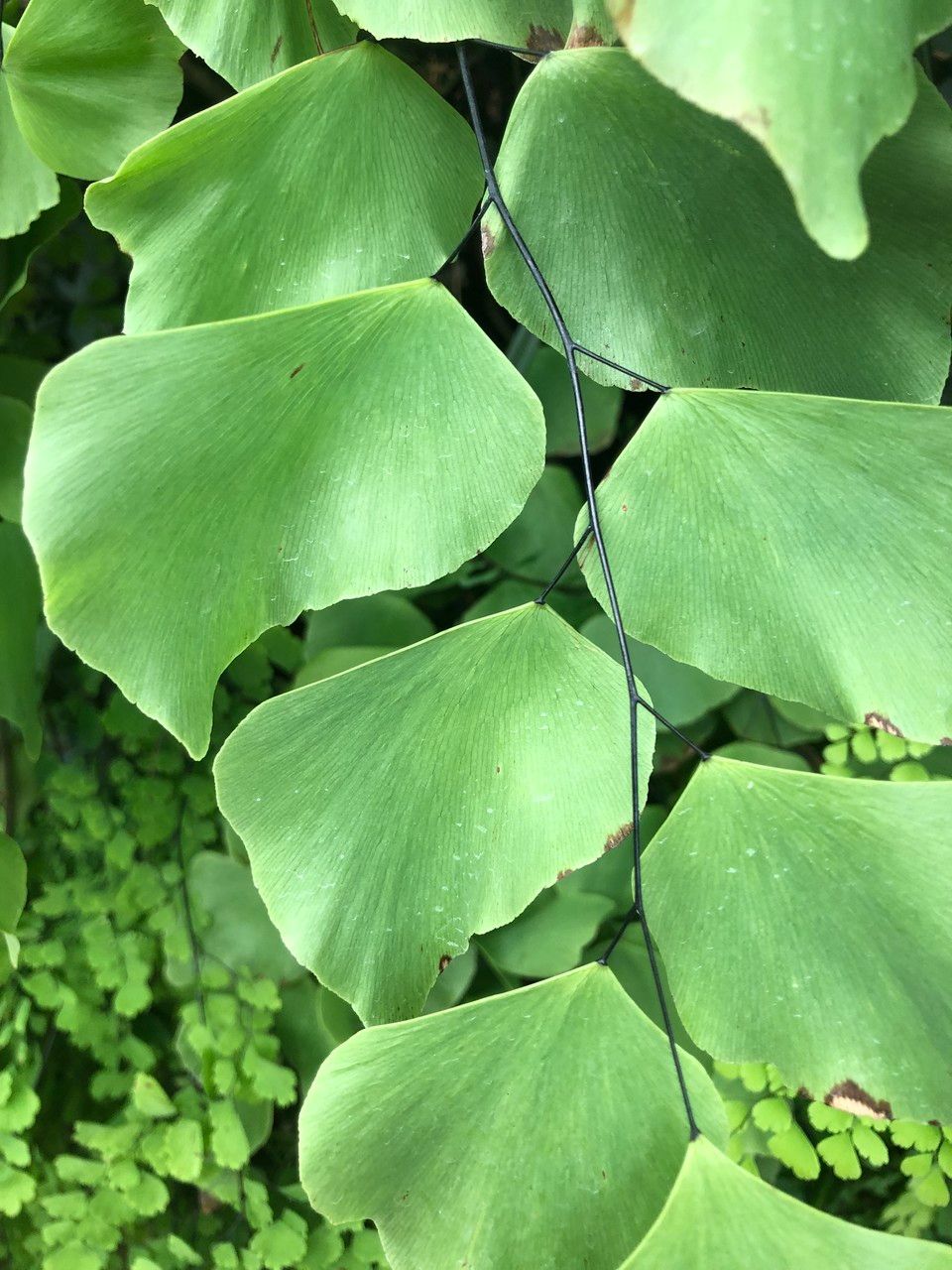 Adiantum peruvianum leaf
