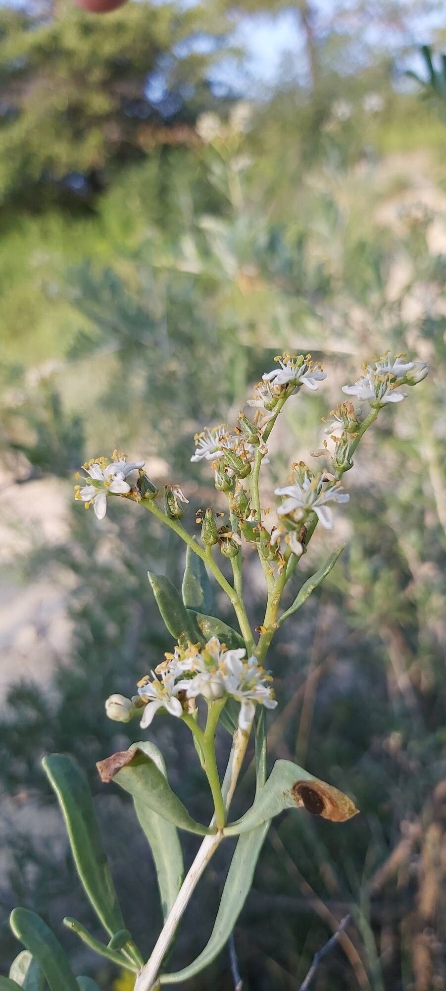 Nitraria schoberi flower