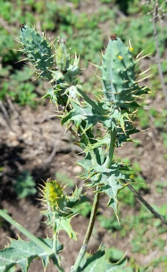 Argemone subfusiformis fruit