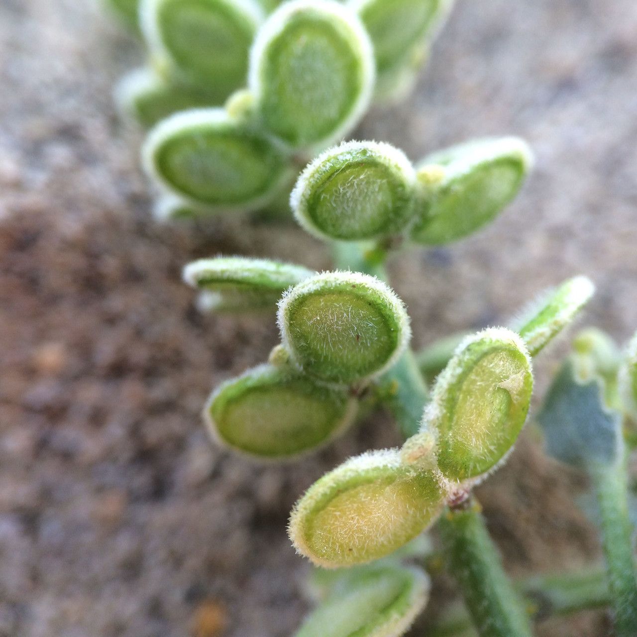Dithyrea californica fruit