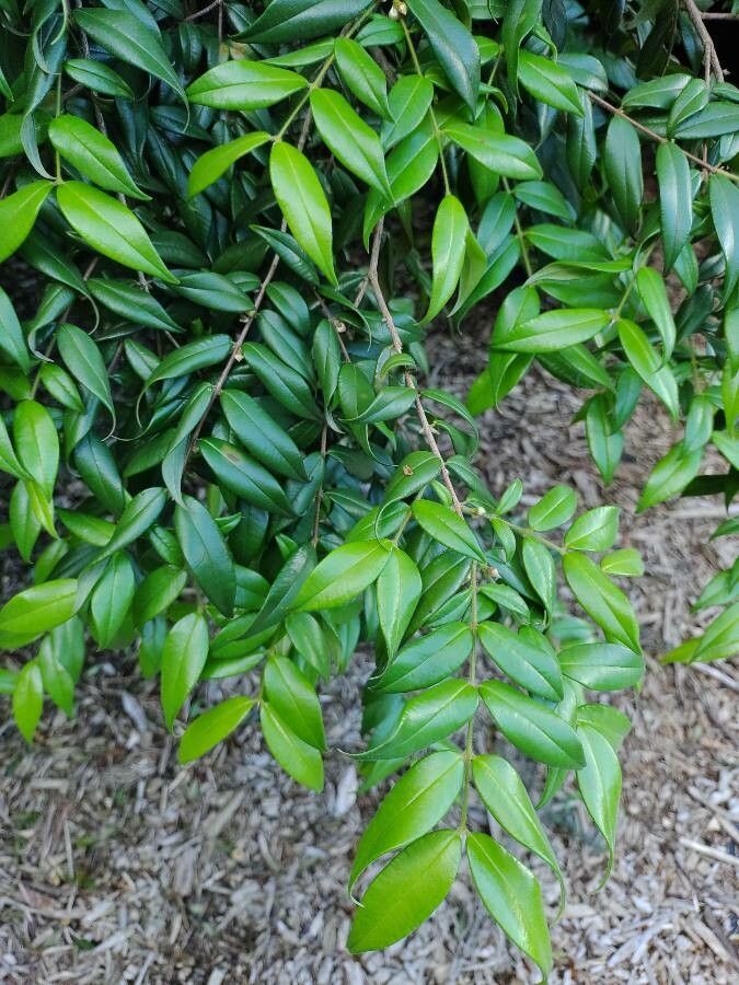 Myrciaria strigipes — houseplant care guide