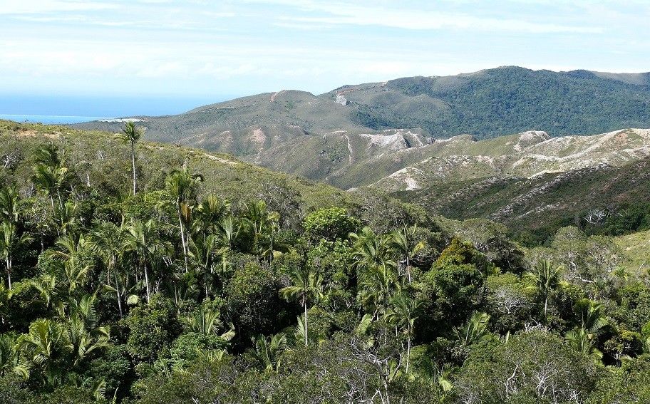 Chambeyronia magnifica — related species from the same genus