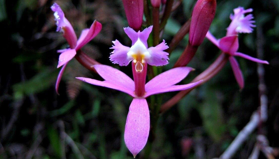 Epidendrum secundum flower