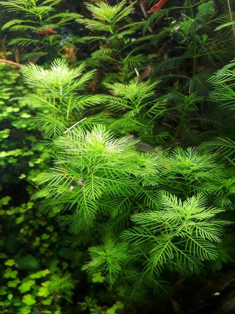 Myriophyllum mattogrossensis — search result for 'Myriophyllum'