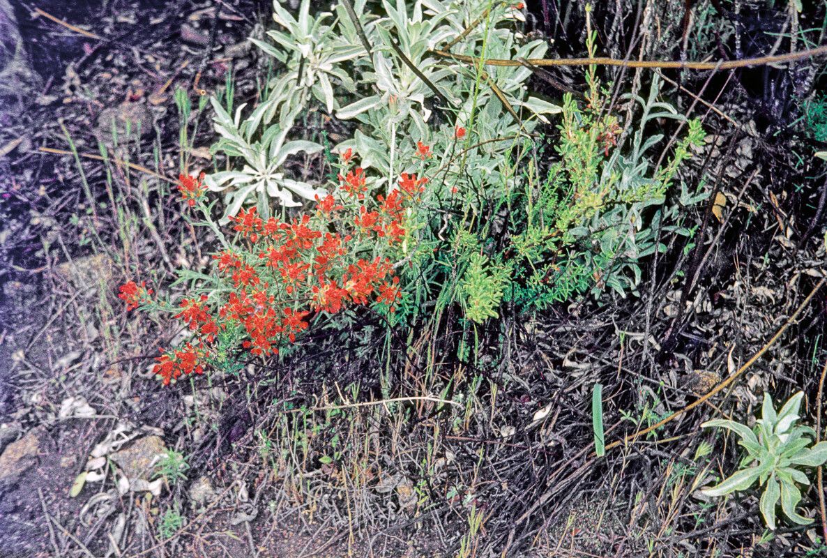 Castilleja foliolosa — houseplant care guide