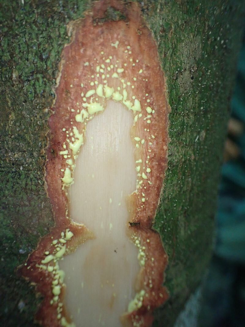 Garcinia smeathmannii bark