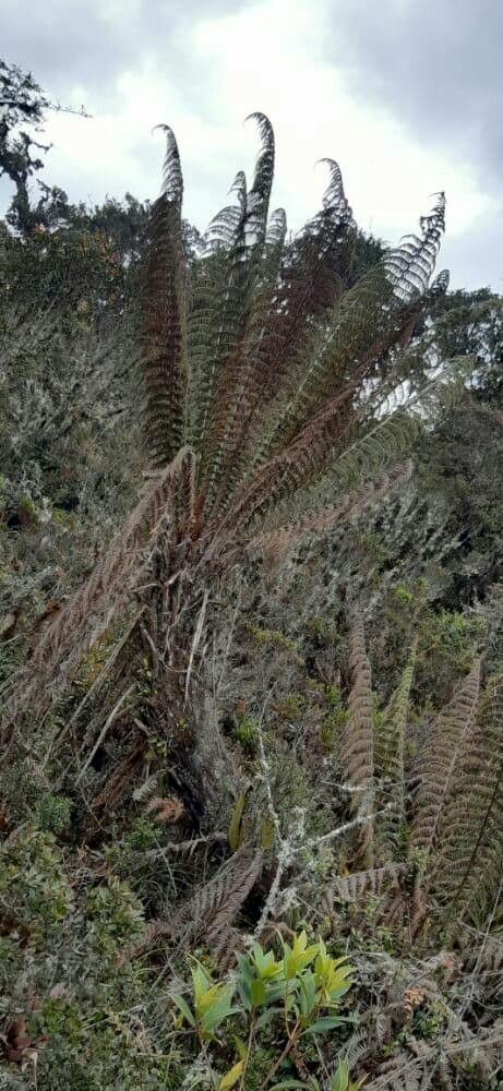 Dicksonia stuebelli bark