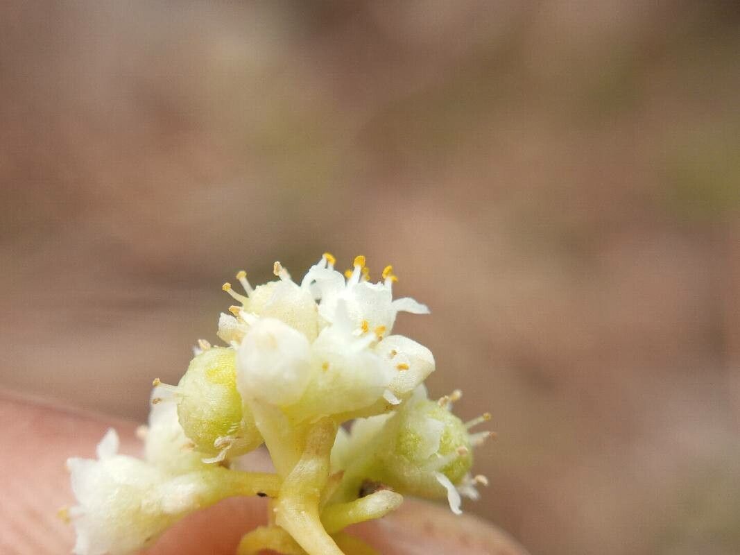 Cuscuta reflexa — search result for 'Cuscuta'