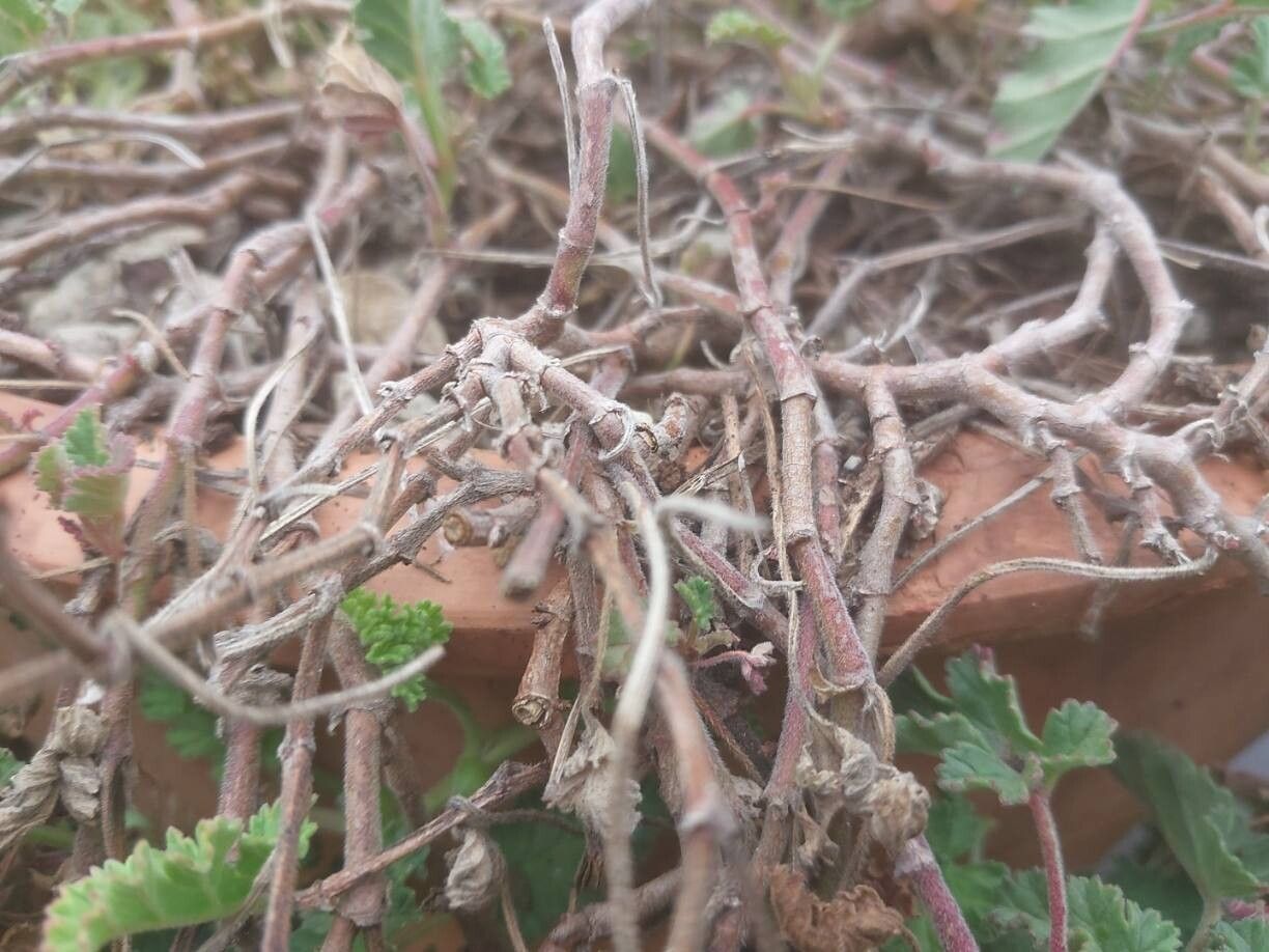 Pelargonium suburbanum bark