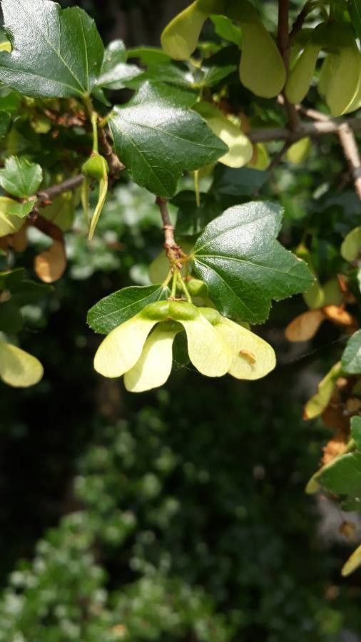 Acer sempervirens fruit