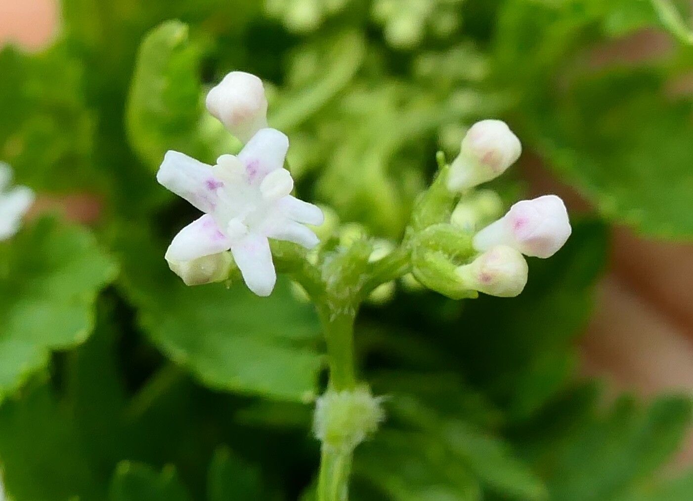 Valeriana chaerophylloides flower