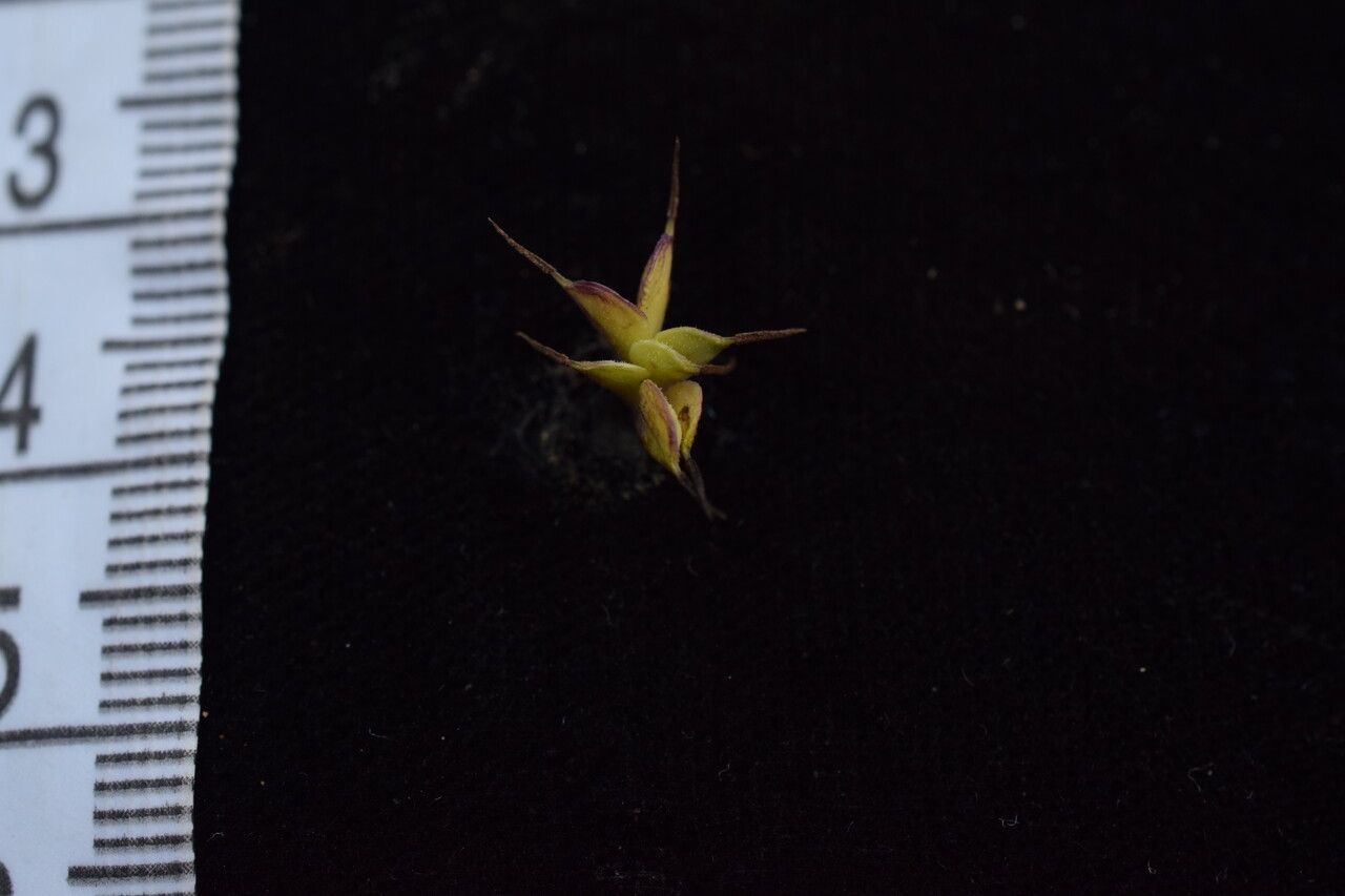 Thalictrum platycarpum — houseplant care guide