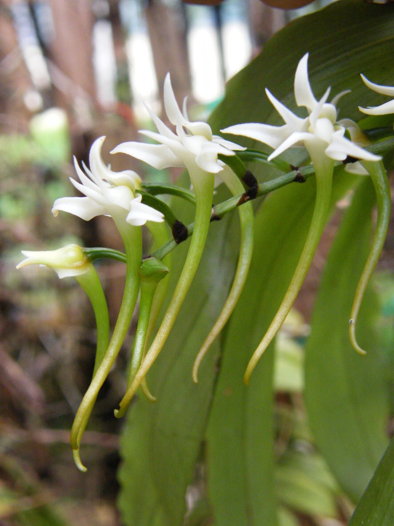 Cyrtorchis monteiroae flower