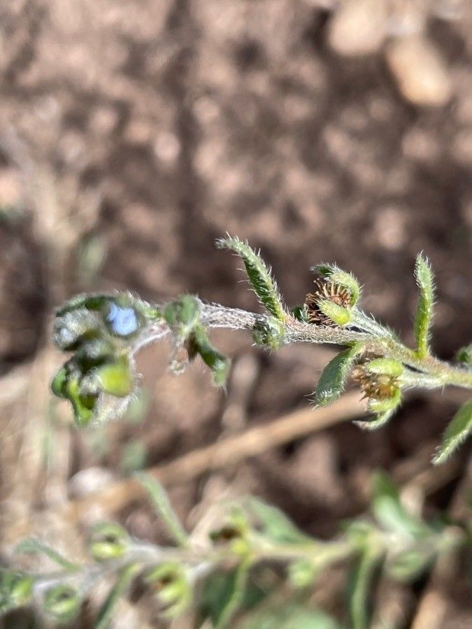 Lappula squarrosa fruit