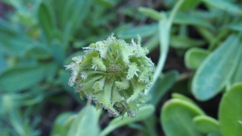 Calendula suffruticosa fruit