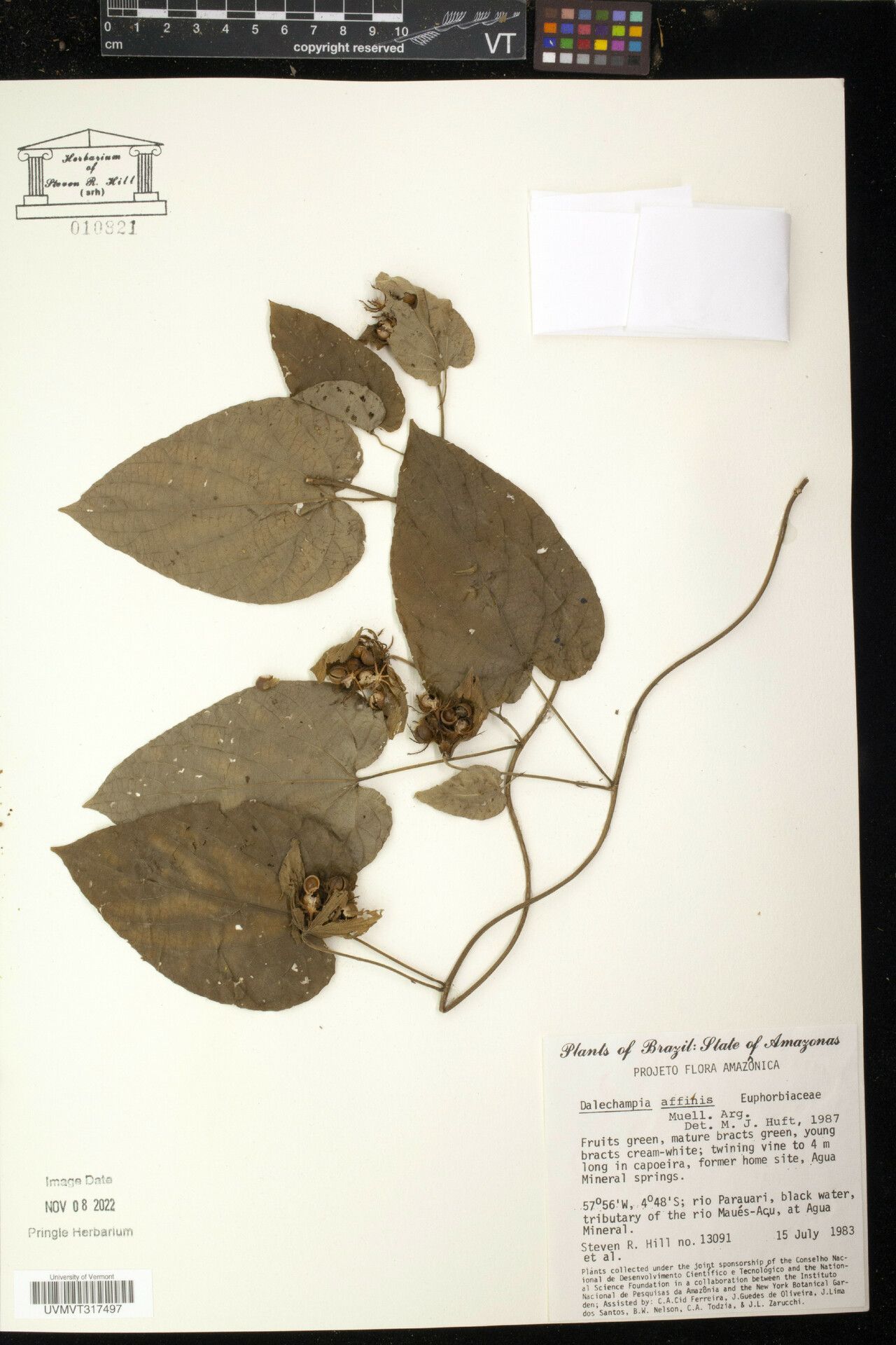 Dalechampia affinis — related species from the same genus