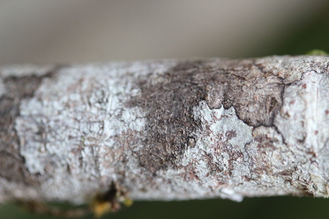 Gaertnera psychotrioides bark