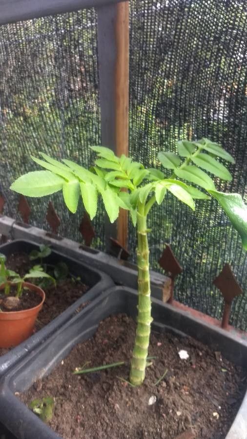 Kalanchoe prolifera flower