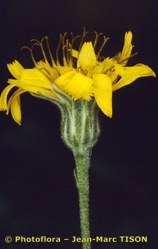 Hieracium favratii — houseplant care guide