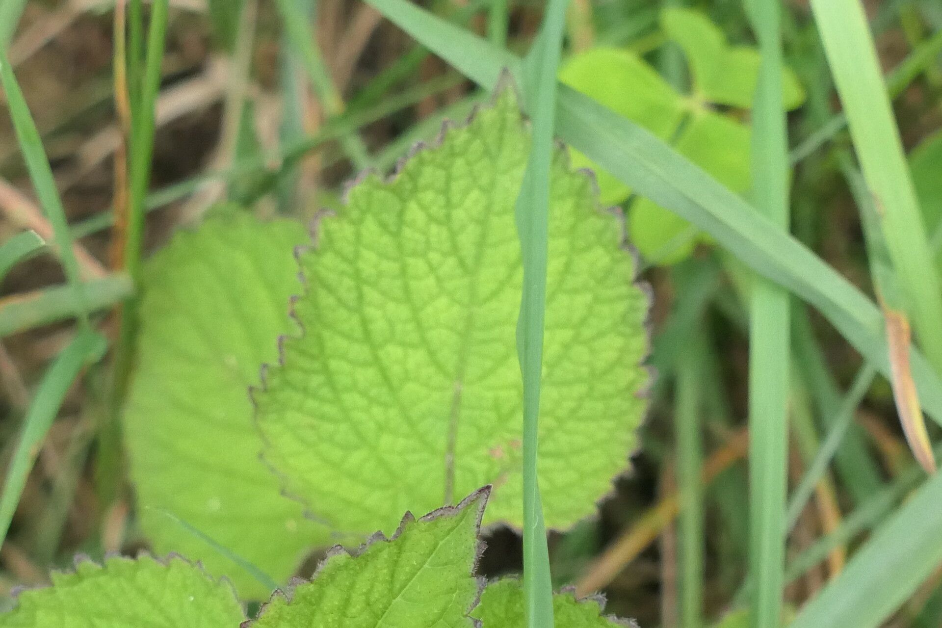 Plectranthus grallatus leaf
