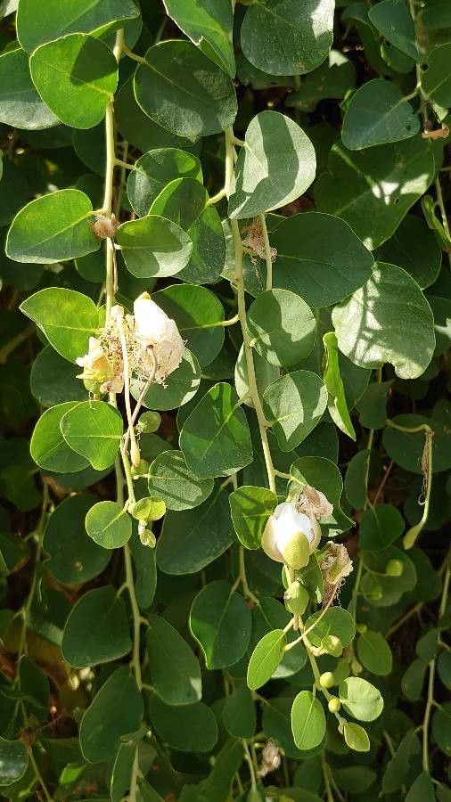 Capparis spinosa