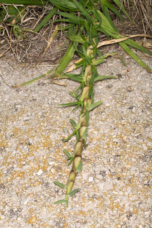 Pennisetum clandestinum habit