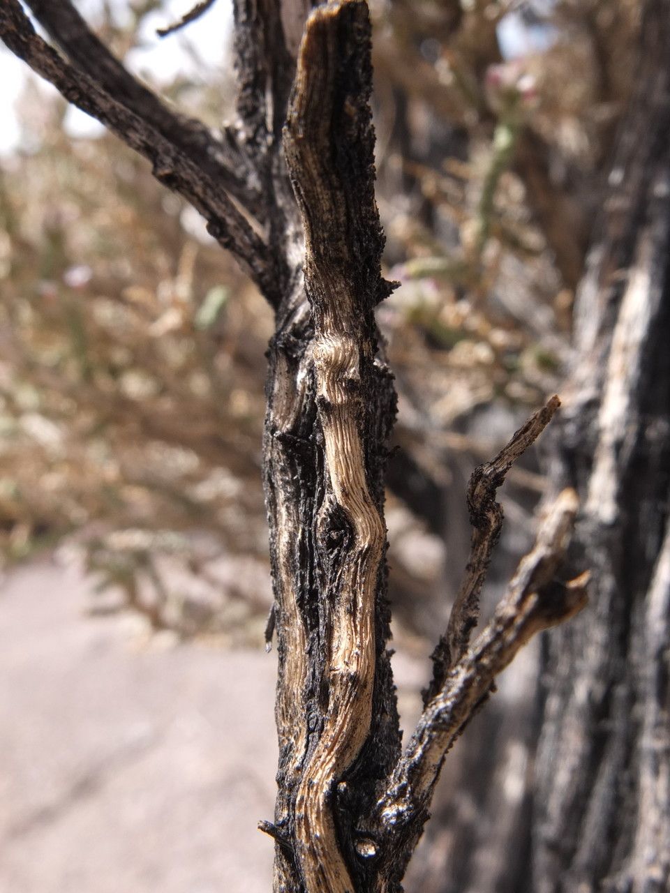 Aloysia deserticola bark