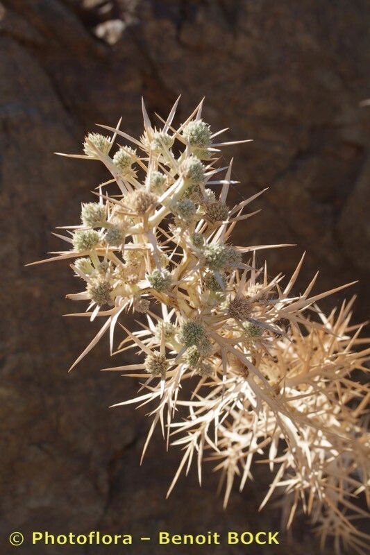 Eryngium ternatum — search result for 'Eryngium'