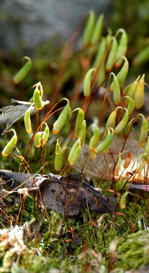 Ptychostomum capillare flower
