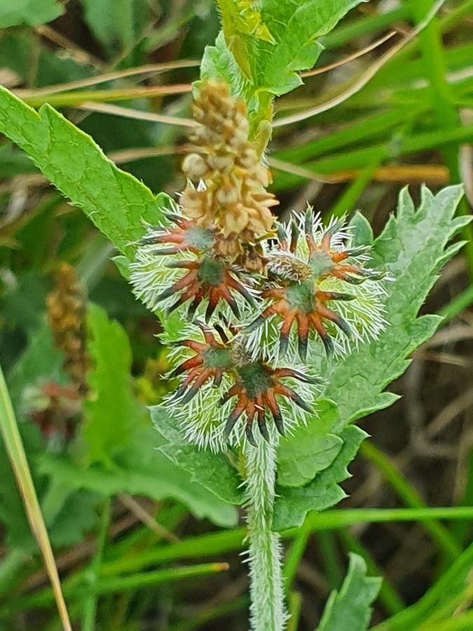 Tragia subsessilis fruit
